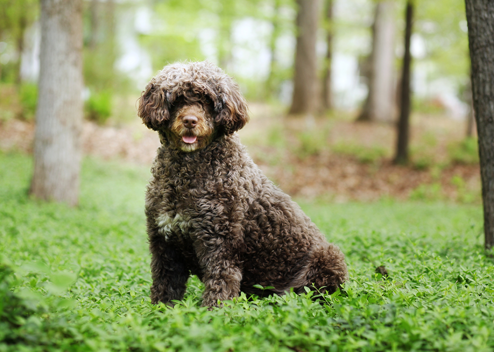 #14. Portuguese water dog